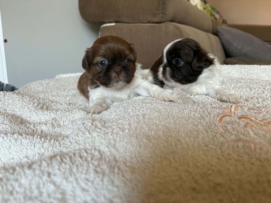 Shih tzu.