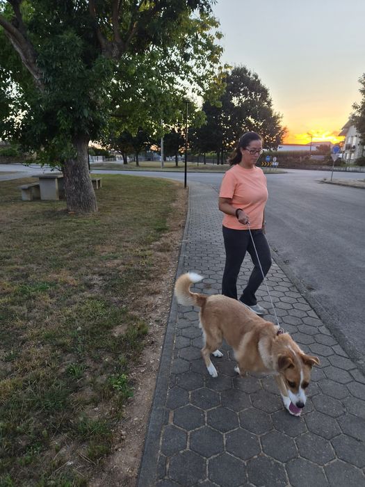 Pet Sitter dedicada/o para o seu animal de estimação