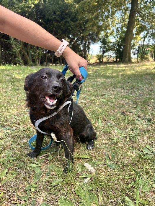 Kruszynka szuka domu 6 kg