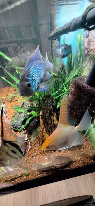 Akwarium z szafką rybkami .