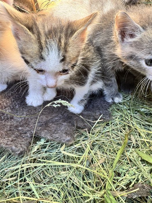 Маленькі кошенятка