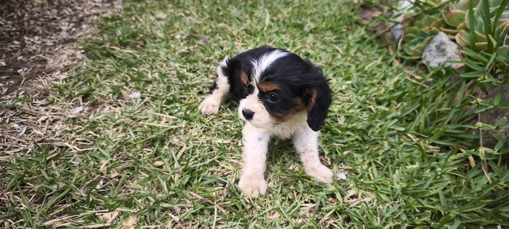 Cavalier king charles criado em ambiente familiar