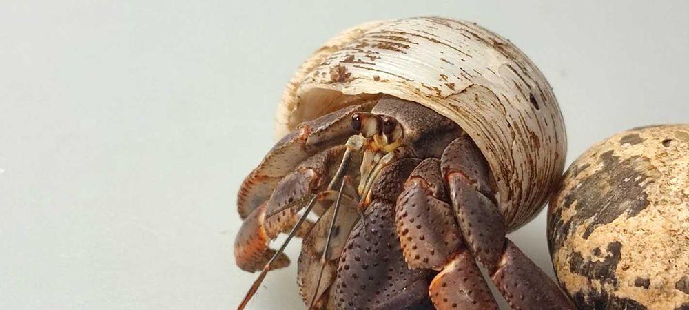 Coenobita clypeatus Krab pustelnik