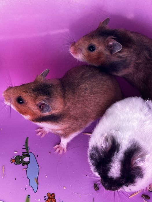 Хомяки пушистые(малыши)