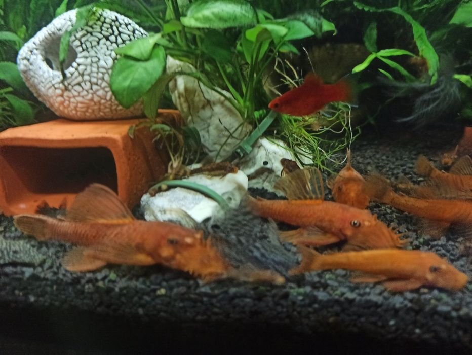 Ancistrus Red zbrojnik czerwony