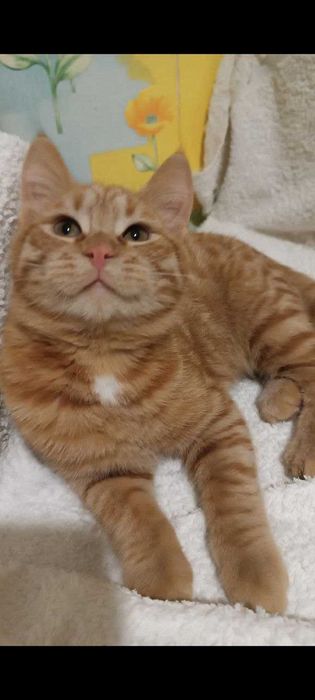 Котята котики кошечки бесплатно