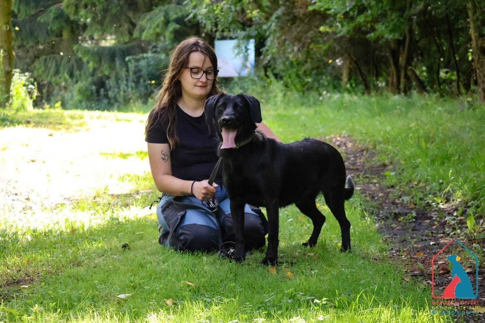 Młoda, wesoła, przyjazna, fajna sunia szuka domu