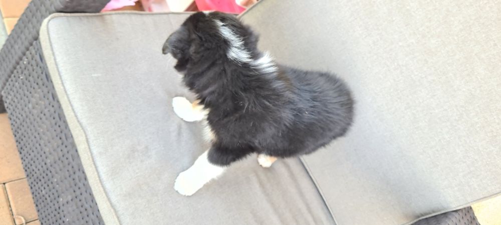 Piesek samiec Border Collie tri kolor