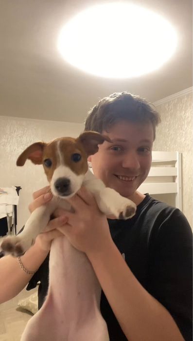 Ищу кобеля для вязки Джек Рассел Терьер