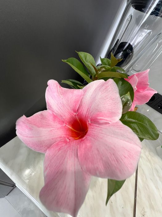 Дипладения CREAM PINK