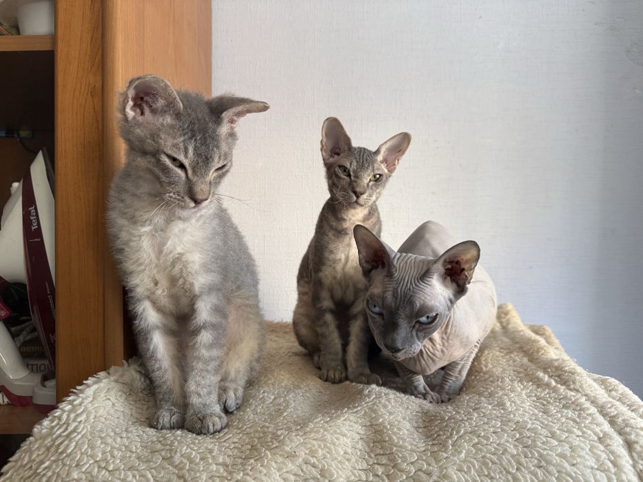 Коты Канадский Сфинкс