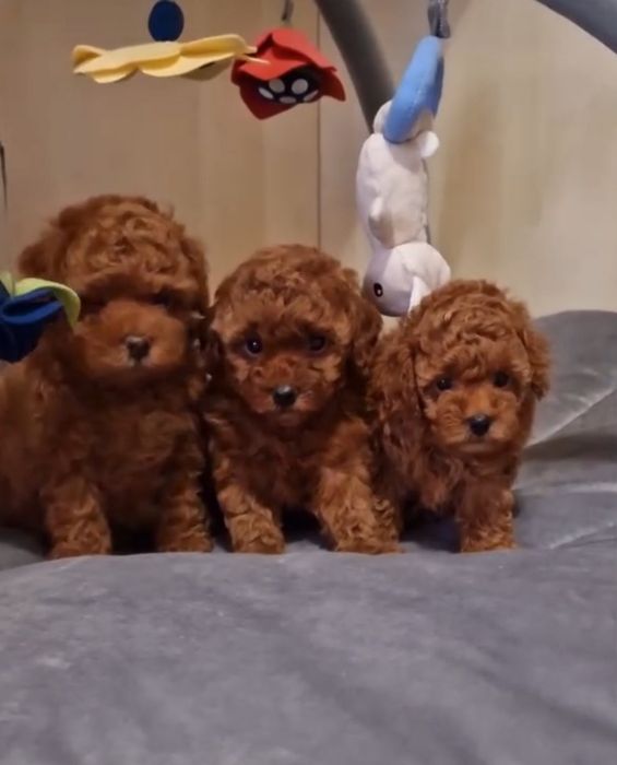 Той пудель,гарні малиши.темний ред браун