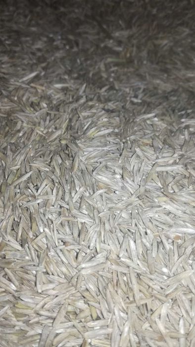 ŻycicaTrwała(bokser),Rajgras Angielski,trawa na trawnik, nasiona trawy