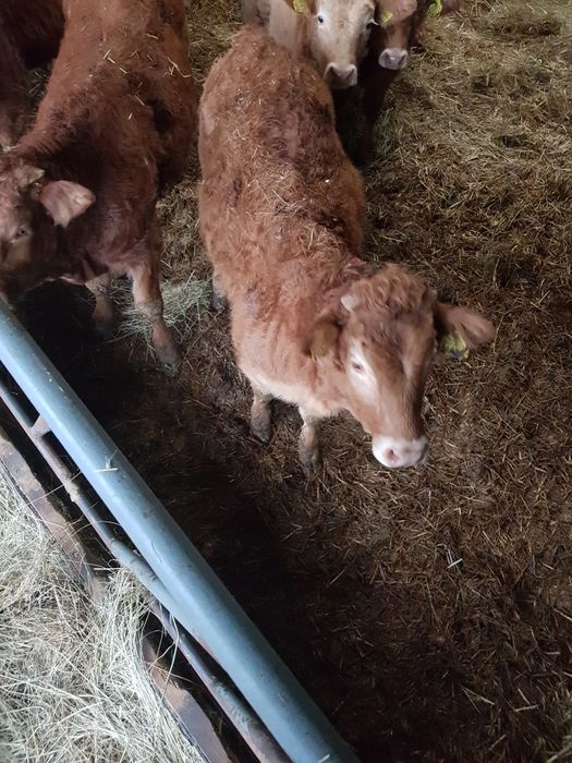 Bydło  Limousine 2szt.