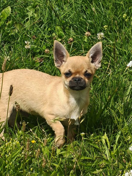 Chihuahua FCI rudy chłopczyk z czarną maską