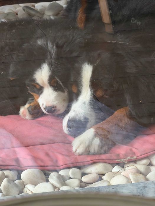 Bouvier Bernois Última fêmea disponível