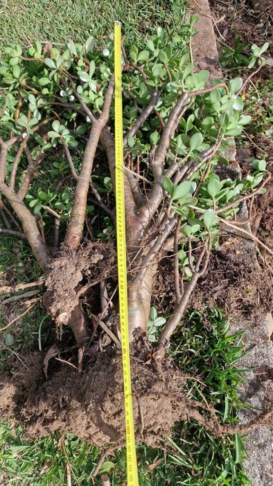 Grande Planta de jade