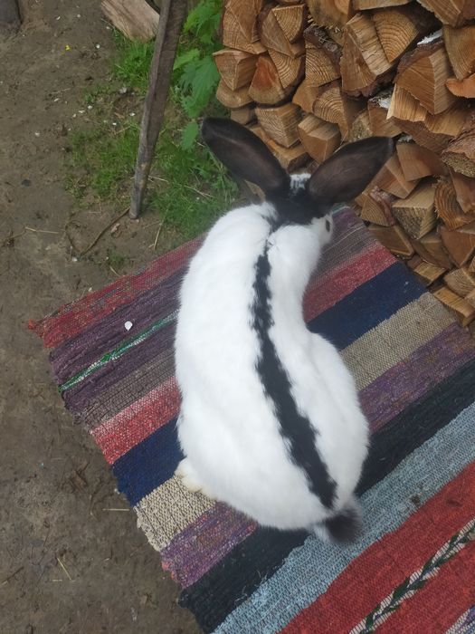 Кролі на плем'я Строкачі. Кролики, молодняк,кітні самки, робочі самці