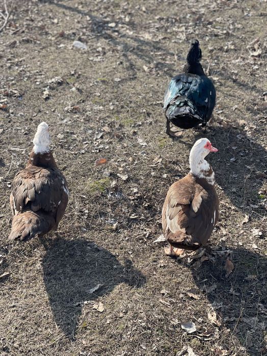 Индоутки Кринички