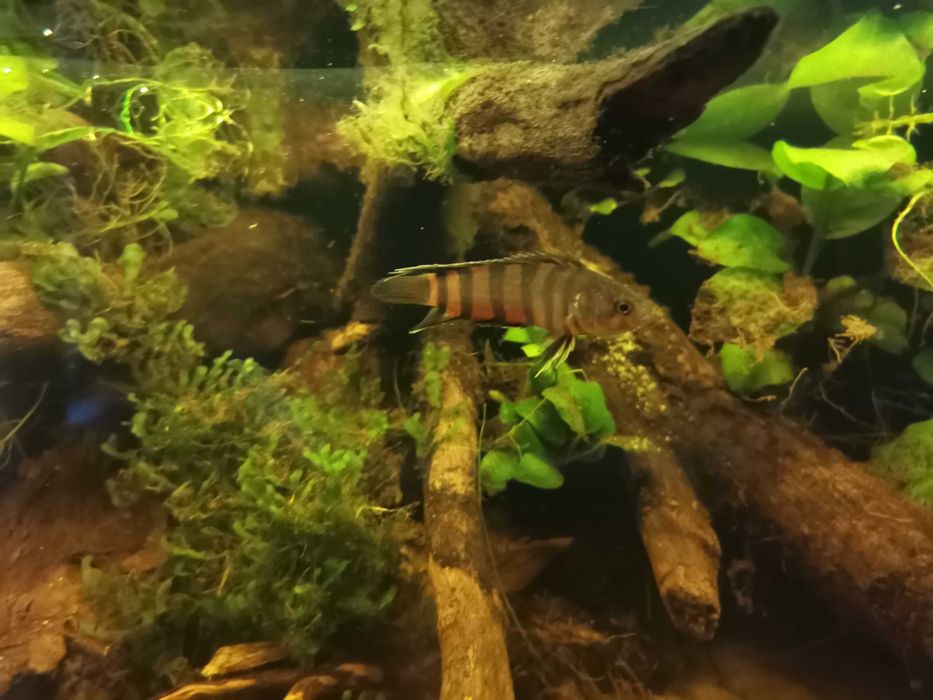 Buszowiec ansorga Microctenopoma ansorgii
