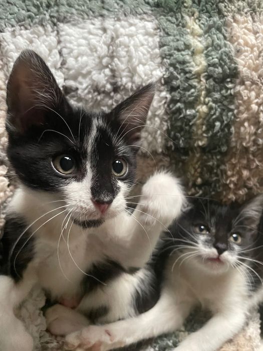 Oddam 2 koty za darmo