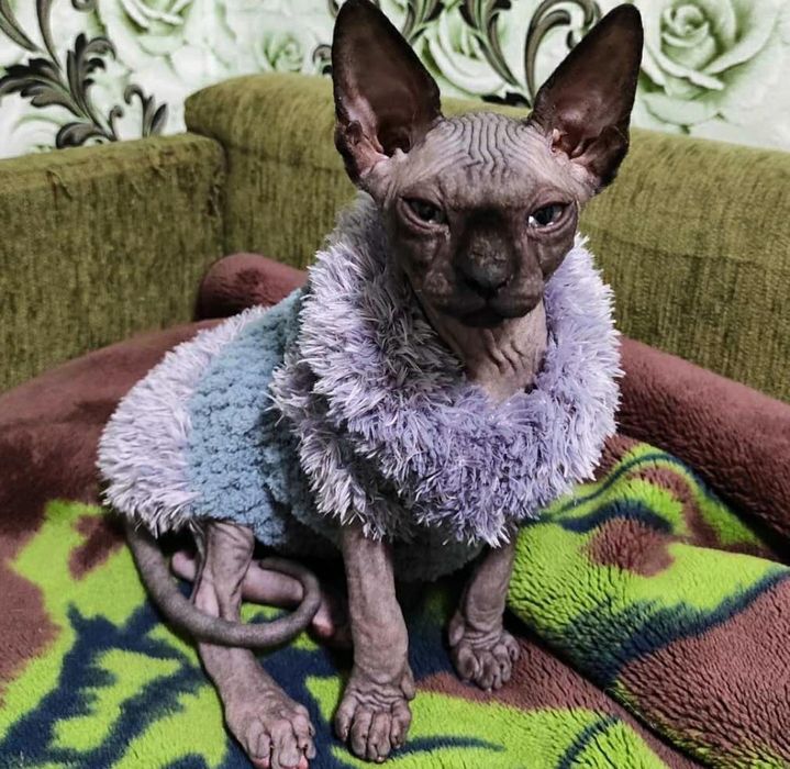 Одежда на собак, котов, сфинксов