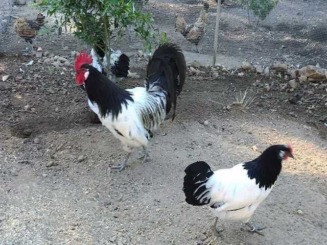 Інкубаційне яйце.(Курчата) Лакенфельдер. Птиця.