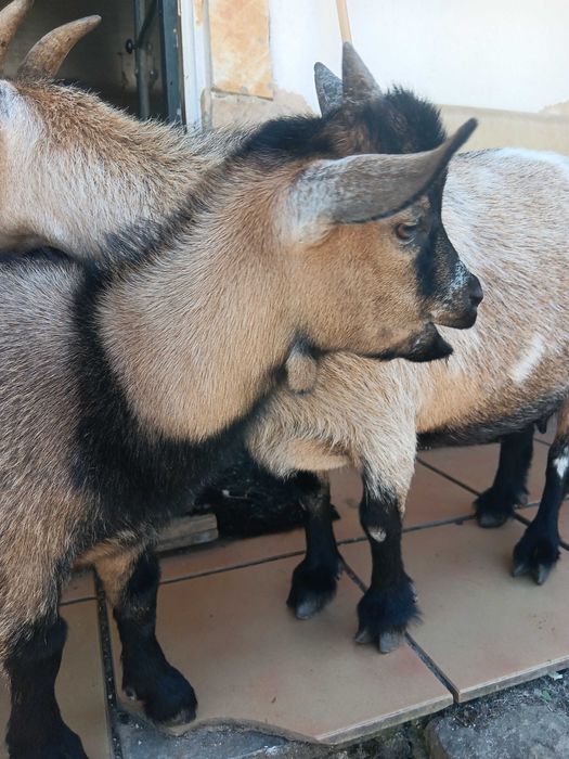 "Chopper" o magnifico cabrito anão