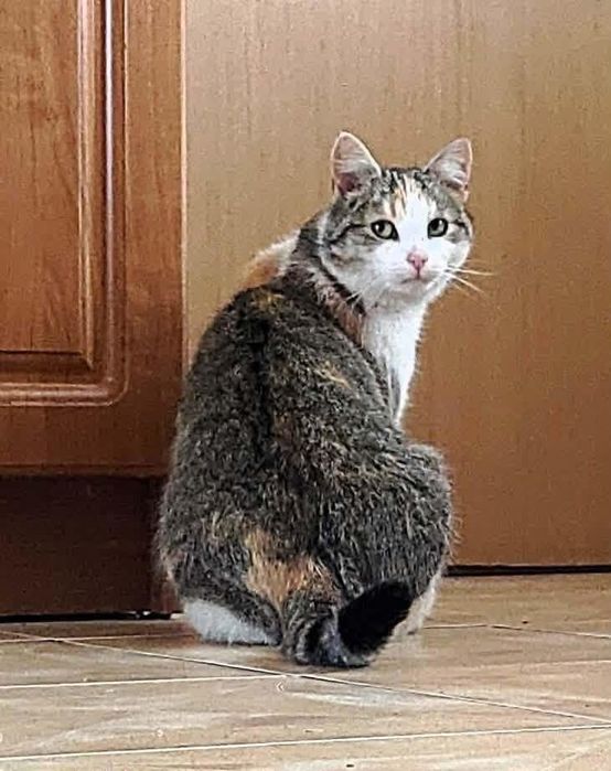 Adopcja kotków! PILNIE