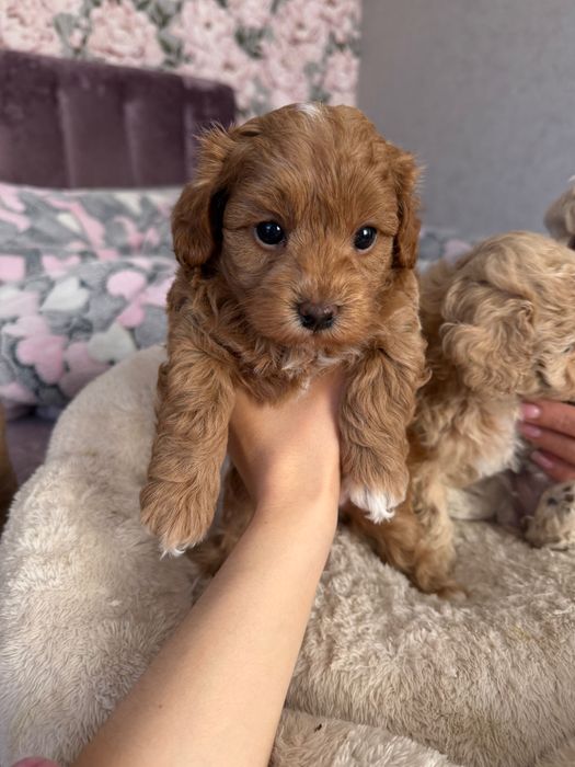 Собака мальтіпу, цуценята