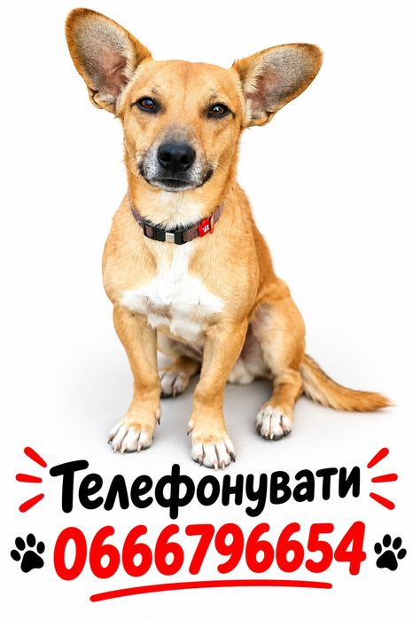 Собачка хлопчик до 4кг
