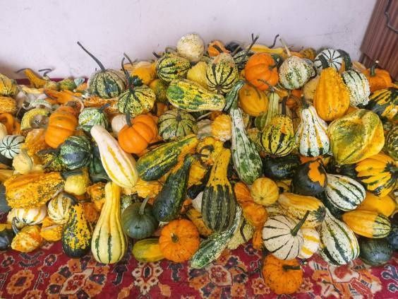 Łubin.żyto jare.seradela.nostrzyk.rzodkiew.gryka.pszenżyto jare.faceli