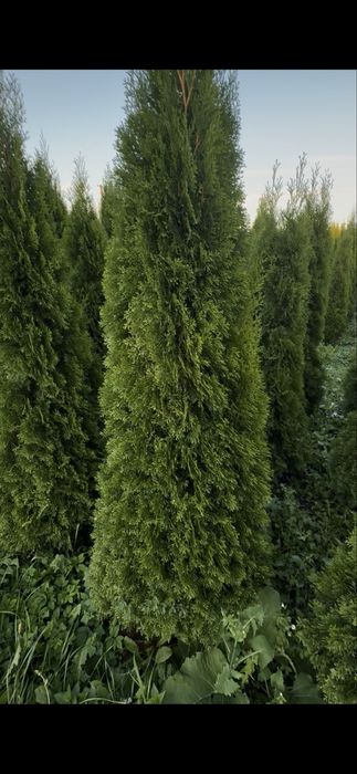 Продаж Туя Смарагд висотою 2 м.- 550 грн. В наявності велика кількість