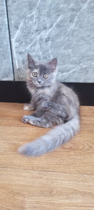 Кошечка британка