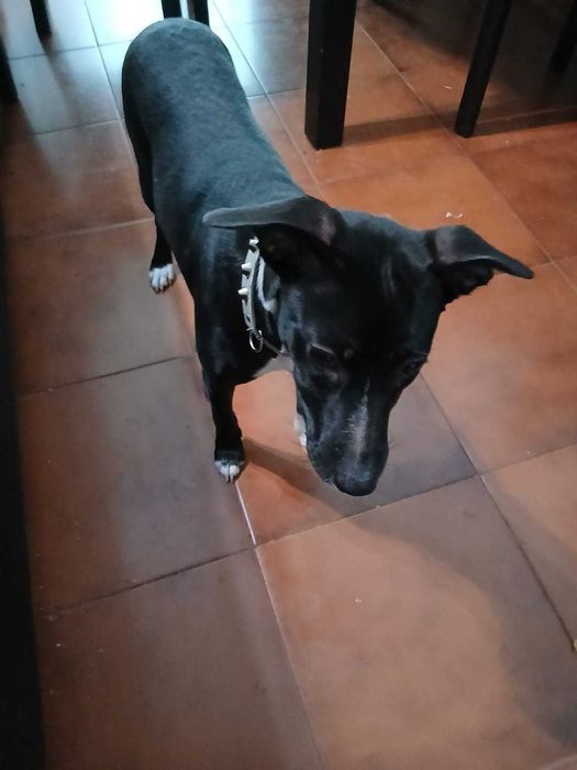 Cadela preta para adoção