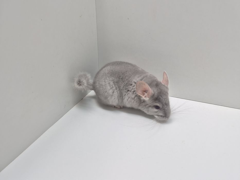 Szynszyla szynszyl szynszyle BEŻ