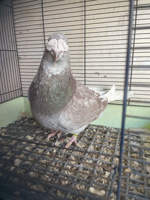 Gołębie staropolskie