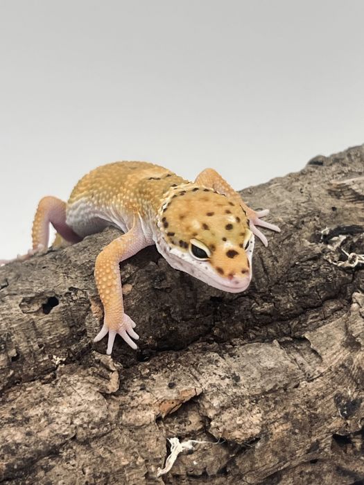 Gekon lamparci gekony lamparcie