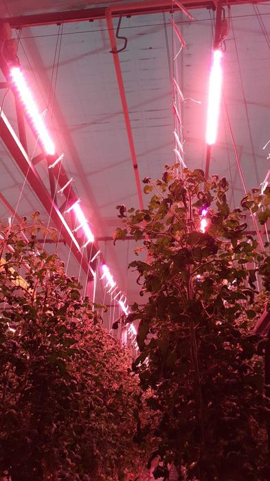Lampa LED  Spectrum PHILIPS  do uprawy roślin