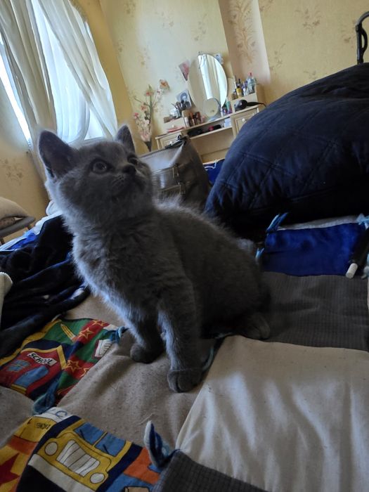 Кошеня скотіш страйт
