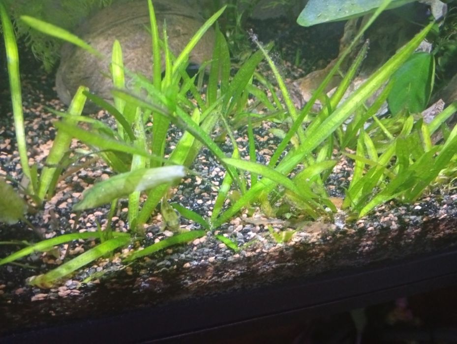 Várias plantas para ceder