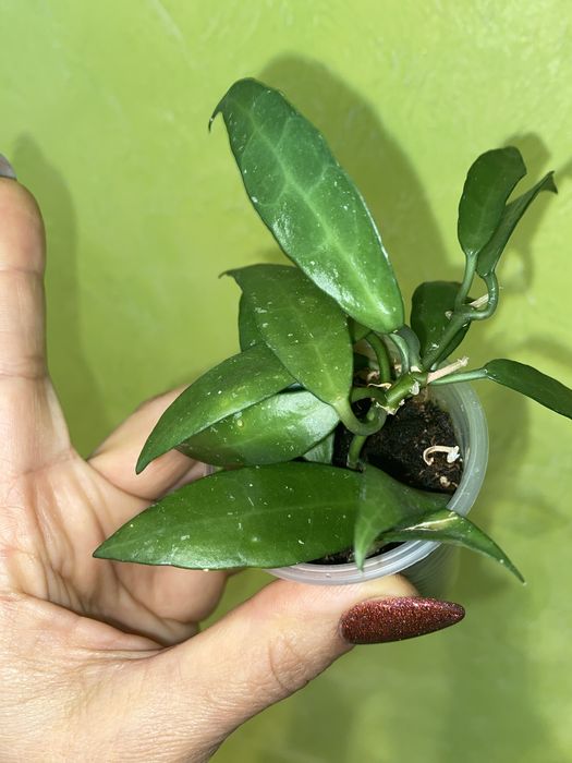 Набір вкорінених Хойя