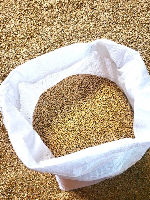 Pszenica ozima , worki 25 kg, faktura vat