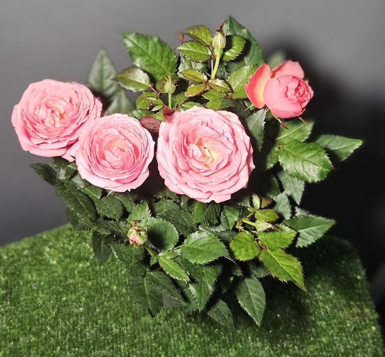 Продам мухоловку ,лимон ,мандарин,ананас,розу,каланхое ,рождественник