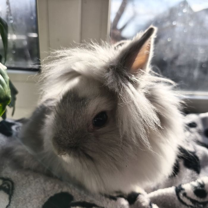 Карликовий кролик (хлопчик)