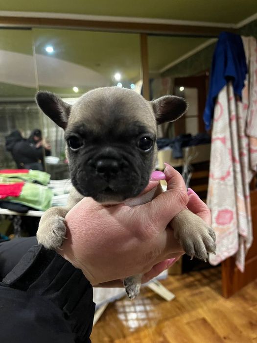 Французский бульдог