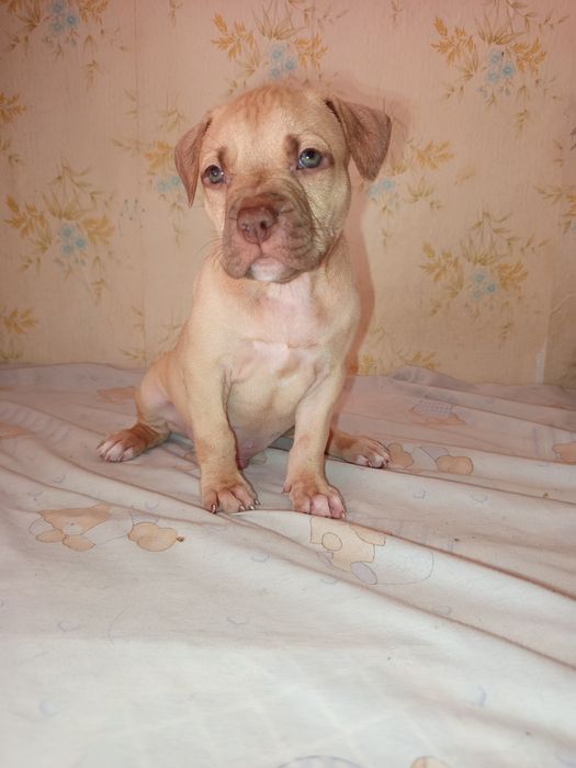 Американский питбуль ищет дом