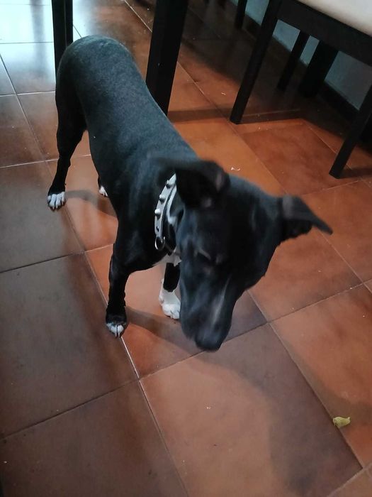 Cadela preta para adoção