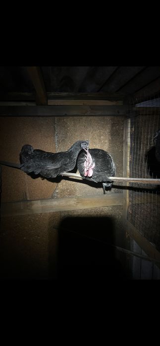 Инкубационное яйцо аям-цемани