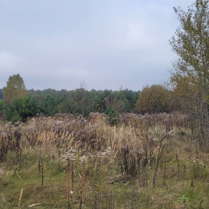 1.3га під житлову ліс